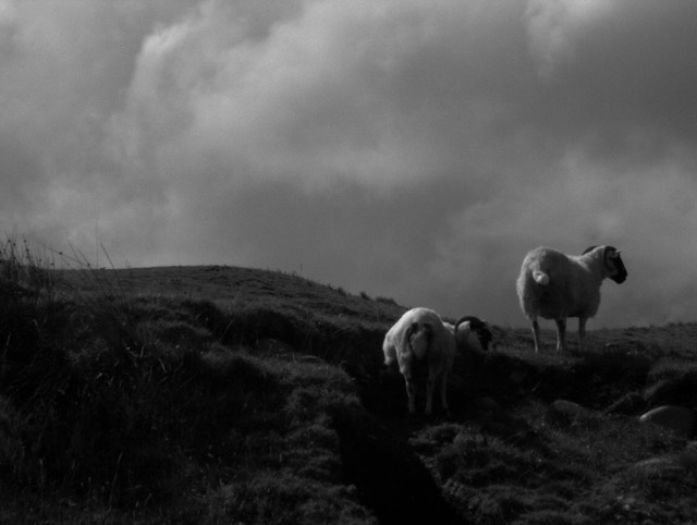 Dark sky, light sheep #2